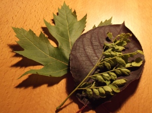 072514 - 3 Leaves